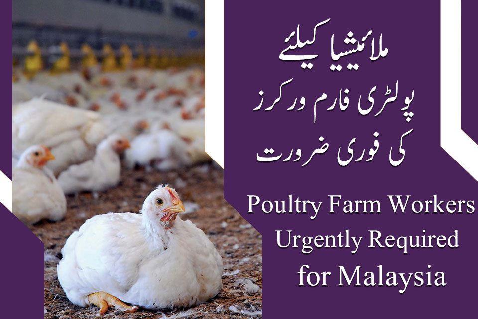 Malaysia Poultry Farm Workers Jobs