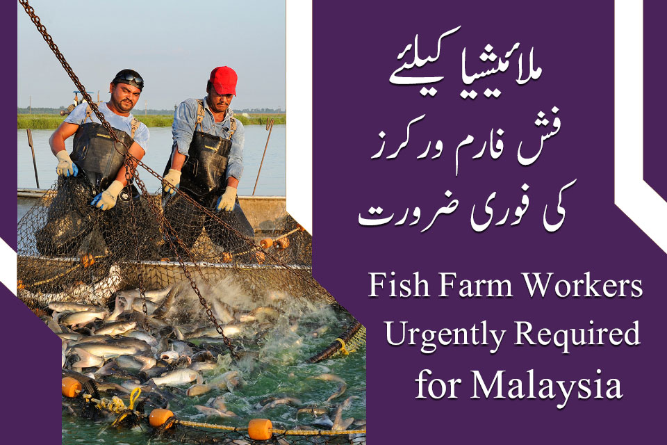 Malaysia Fish Farm Workers Jobs